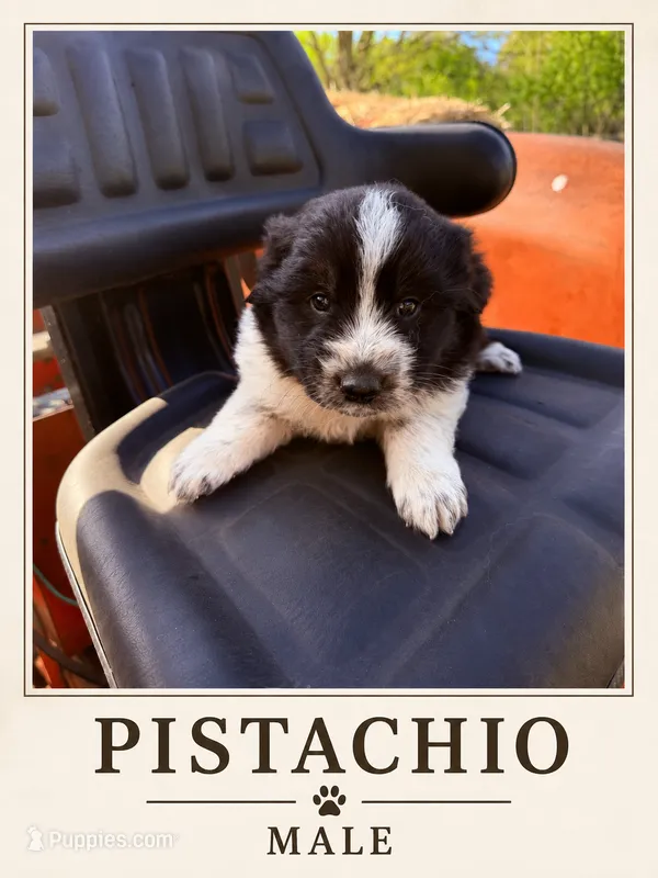 Pistachio – Australian Shepherd, Maremma Sheepdog puppy for sale in Motley, MN