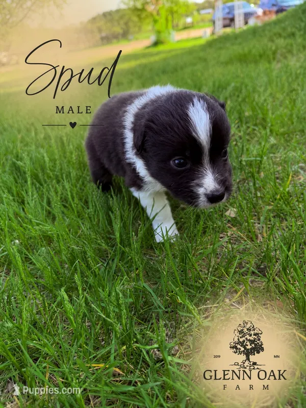 Spud  – Australian Shepherd puppy for sale in Motley, MN