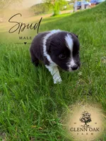 Spud , a male Australian Shepherd for sale in Motley, MN – 1 of 1