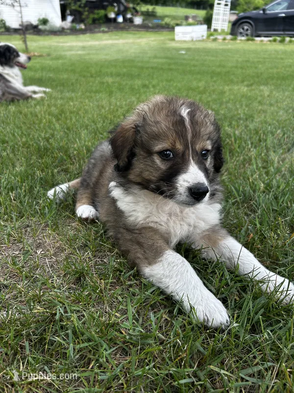 Peach – Australian Shepherd, Maremma Sheepdog puppy for sale in Motley, MN