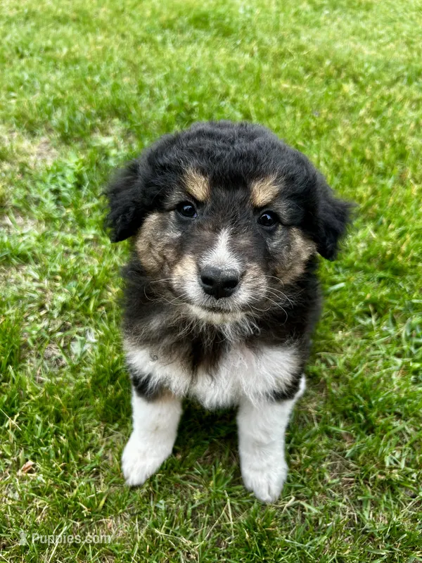 Fig – Australian Shepherd, Maremma Sheepdog puppy for sale in Motley, MN