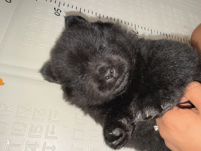 Pepita  – Chow Chow puppy for sale in Smithfield, RI