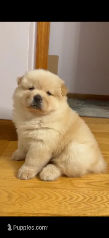 Coco  – Chow Chow puppy for sale in Smithfield, RI