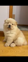 Coco , a female Chow Chow for sale in Smithfield, RI – 1 of 1