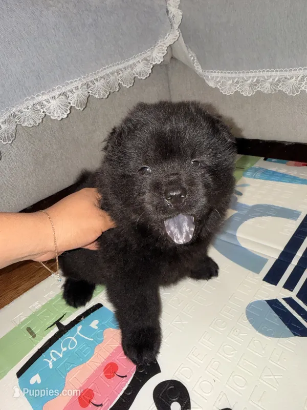 Sol  – Chow Chow puppy for sale in Smithfield, RI
