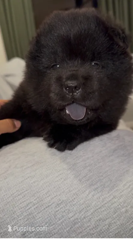 Johnny  – Chow Chow puppy for sale in Smithfield, RI