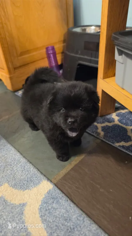 Luna – Chow Chow puppy for sale in Smithfield, RI