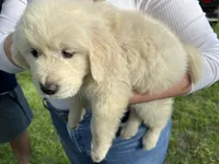 Mr Yellow, a male English Cream Golden Retriever for sale in Arlington, TN – 6 of 8