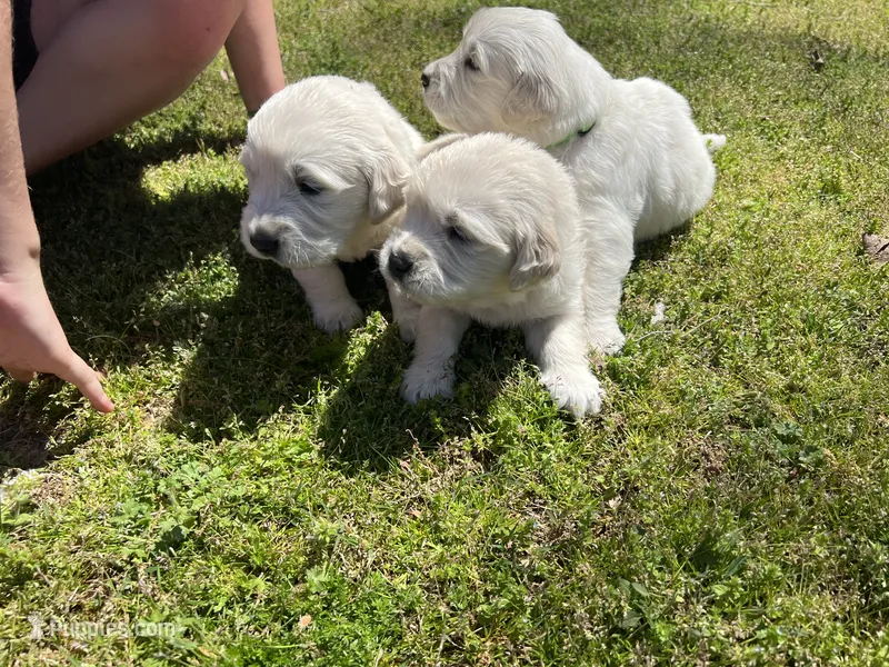 Mr Green – English Cream Golden Retriever puppy for sale in Arlington, TN