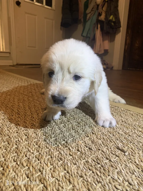 Miss Pink – English Cream Golden Retriever puppy for sale in Arlington, TN