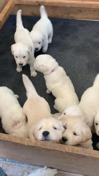Mr Green, a male English Cream Golden Retriever for sale in Arlington, TN – 8 of 8