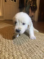 Mr Orange, a male English Cream Golden Retriever for sale in Arlington, TN – 4 of 8