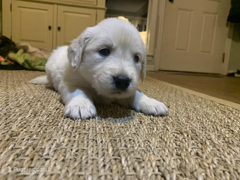Mr Red – English Cream Golden Retriever puppy for sale in Arlington, TN