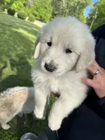 Mr Light Blue, a male English Cream Golden Retriever for sale in Arlington, TN – 4 of 8