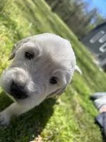 Mr Orange, a male English Cream Golden Retriever for sale in Arlington, TN – 1 of 8