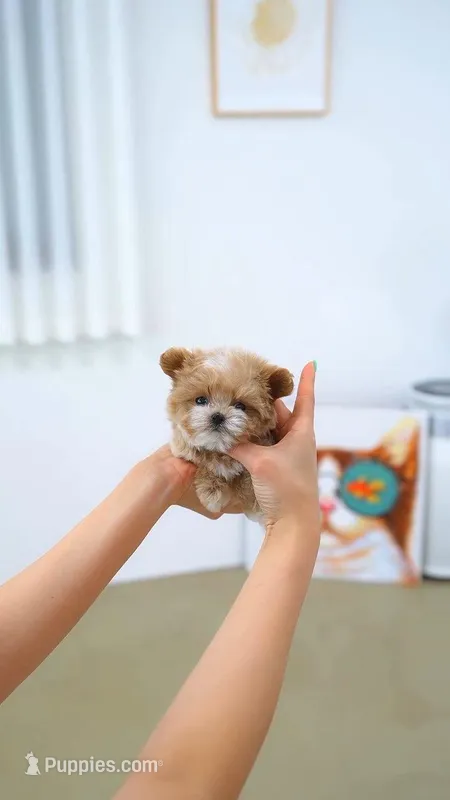 Hanna – Maltipoo puppy for sale in Brooklyn, NY