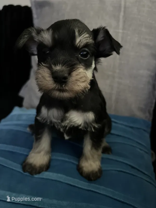 Nela  and  Milo  – Miniature Schnauzer puppy for sale in Los Angeles, CA