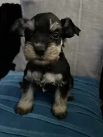 Nela  and  Milo , a female Miniature Schnauzer for sale in Los Angeles, CA – 1 of 2