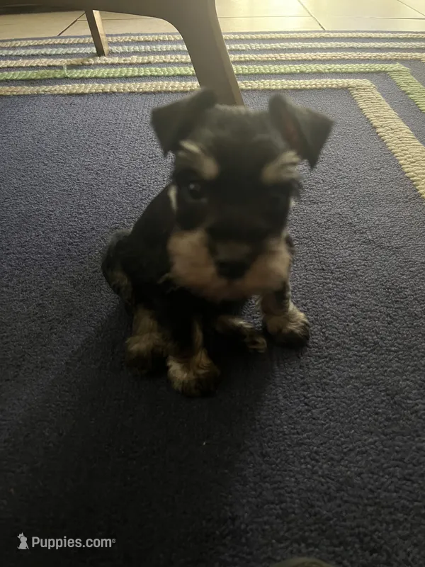Nela Milo  – Miniature Schnauzer puppy for sale in Los Angeles, CA