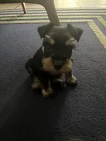 Nela Milo , a female Miniature Schnauzer for sale in Los Angeles, CA – 1 of 3