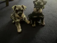 Nela Milo , a female Miniature Schnauzer for sale in Los Angeles, CA – 3 of 3