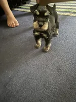 Nela Milo , a female Miniature Schnauzer for sale in Los Angeles, CA – 2 of 3