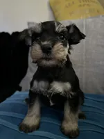 Nela  and  Milo , a female Miniature Schnauzer for sale in Los Angeles, CA – 2 of 2