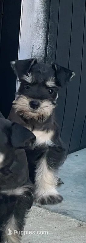 Nela  – Miniature Schnauzer puppy for sale in Los Angeles, CA