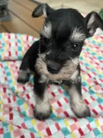 Nela , a female Miniature Schnauzer for sale in Los Angeles, CA – 2 of 5