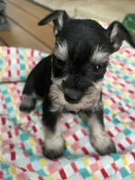 Nela , a female Miniature Schnauzer for sale in Los Angeles, CA – 5 of 5