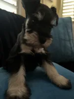 Milo , a male Miniature Schnauzer for sale in Los Angeles, CA – 3 of 4