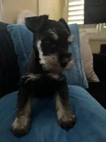 Milo , a male Miniature Schnauzer for sale in Los Angeles, CA – 4 of 4