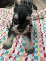 Nela , a female Miniature Schnauzer for sale in Los Angeles, CA – 3 of 5