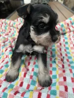 Nela , a female Miniature Schnauzer for sale in Los Angeles, CA – 4 of 5