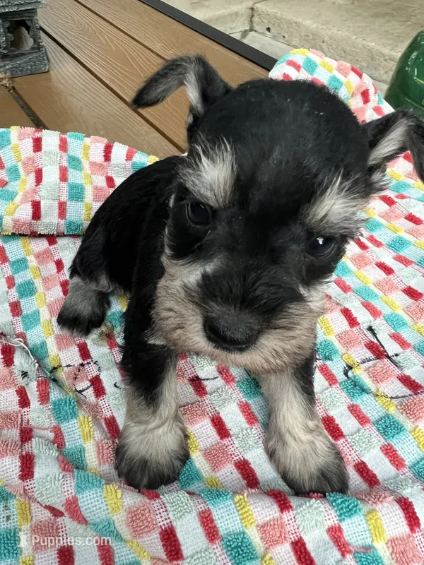 Nela , a female Miniature Schnauzer for sale in Los Angeles, CA – 1 of 5