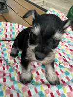 Nela , a female Miniature Schnauzer for sale in Los Angeles, CA – 1 of 5