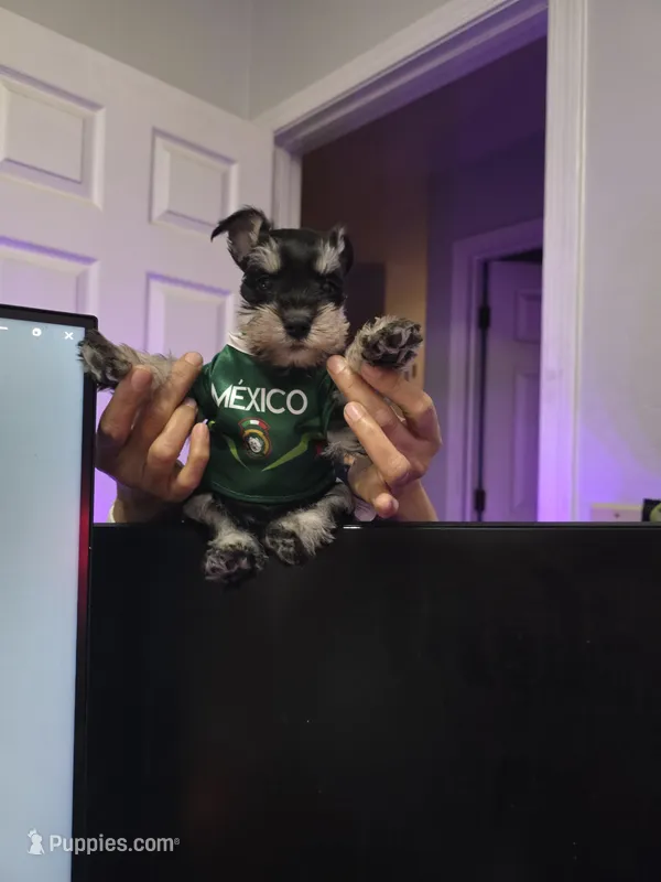 Milo  – Miniature Schnauzer puppy for sale in Los Angeles, CA