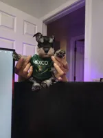 Milo , a male Miniature Schnauzer for sale in Los Angeles, CA – 1 of 4