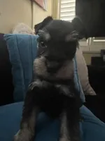 Milo , a male Miniature Schnauzer for sale in Los Angeles, CA – 2 of 4
