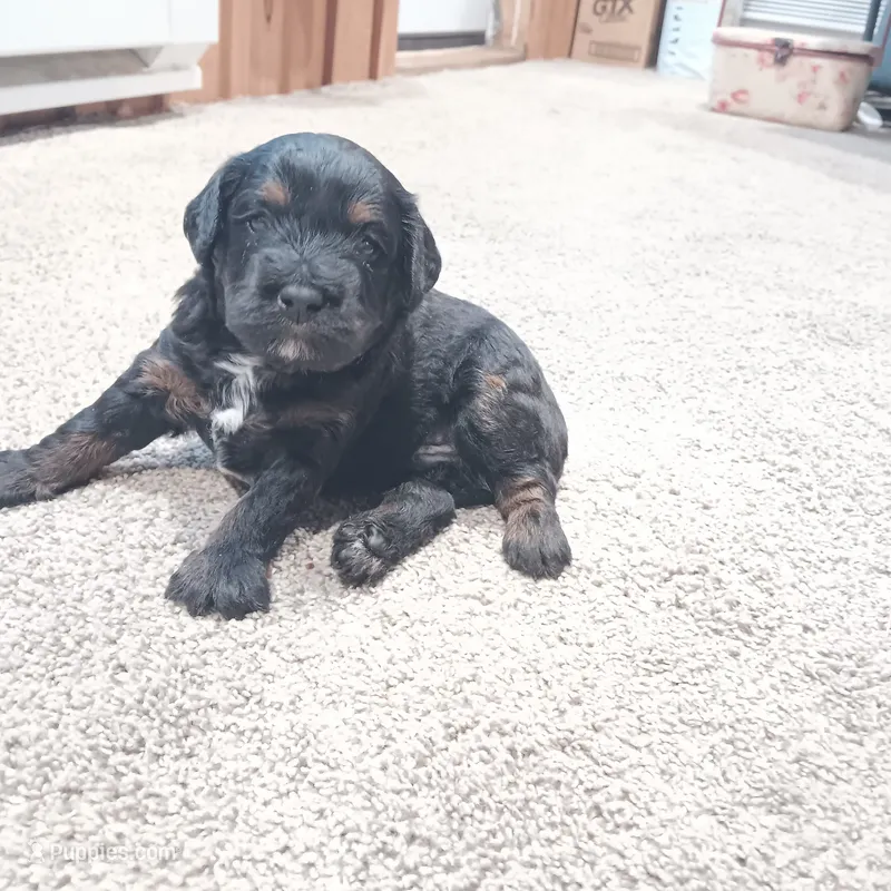 Jax, a male Chinese Crested and Poodle - Miniature  for sale in Albright, WV – 1 of 1