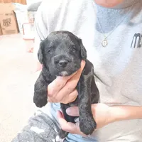 Jinx, a male Chinese Crested and Poodle - Miniature  for sale in Albright, WV – 1 of 1
