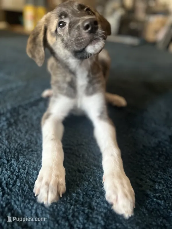 Escape-E – Anatolian Shepherd Dog, Great Pyrenees puppy for sale in Sahuarita, AZ