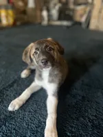 Escape-E, a female Anatolian Shepherd Dog and Great Pyrenees for sale in Sahuarita, AZ – 2 of 2