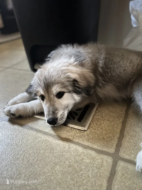 Mon Chéri  – Anatolian Shepherd Dog, Great Pyrenees puppy for sale in Sahuarita, AZ