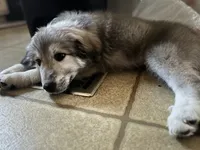 Mon Chéri , a male Anatolian Shepherd Dog and Great Pyrenees for sale in Sahuarita, AZ – 2 of 3