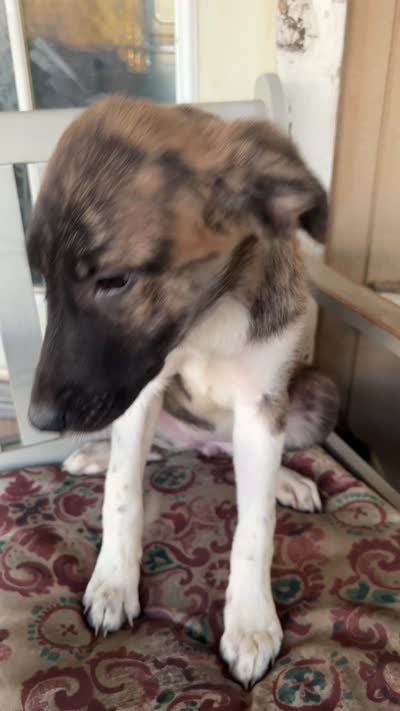 Escape-E, a female Anatolian Shepherd Dog and Great Pyrenees for sale in Sahuarita, AZ – 5 of 5