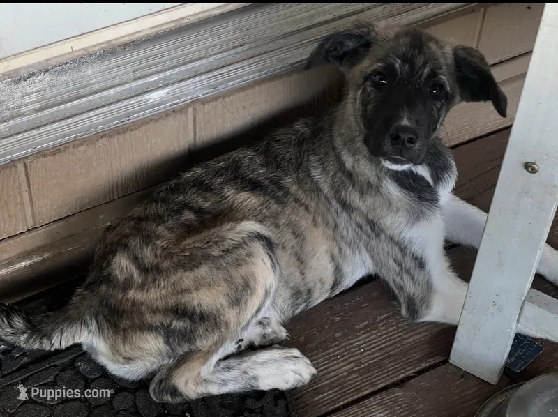 Darling  – Anatolian Shepherd Dog, Great Pyrenees puppy for sale in Sahuarita, AZ