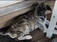 Darling , a female Anatolian Shepherd Dog and Great Pyrenees for sale in Sahuarita, AZ – 1 of 4