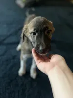 Darling , a female Anatolian Shepherd Dog and Great Pyrenees for sale in Sahuarita, AZ – 2 of 2