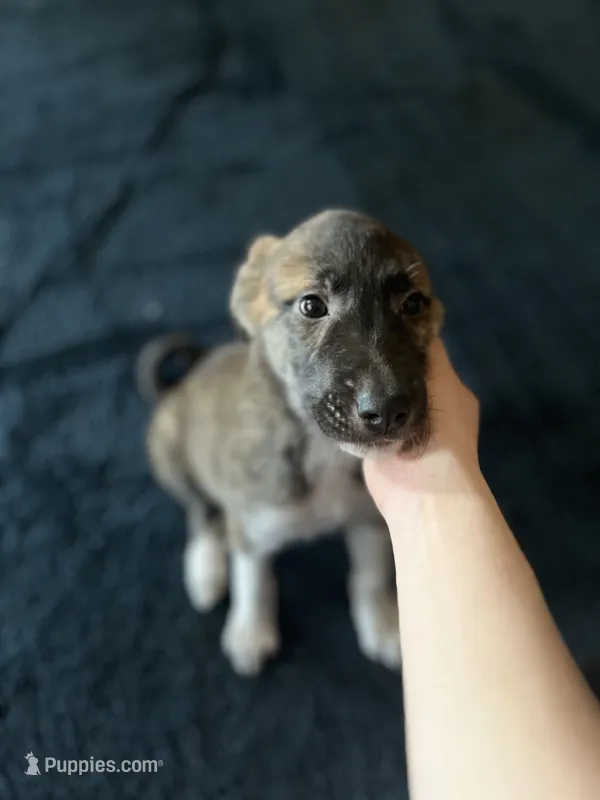 Darling  – Anatolian Shepherd Dog, Great Pyrenees puppy for sale in Sahuarita, AZ